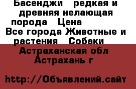 Басенджи - редкая и древняя нелающая порода › Цена ­ 50 000 - Все города Животные и растения » Собаки   . Астраханская обл.,Астрахань г.